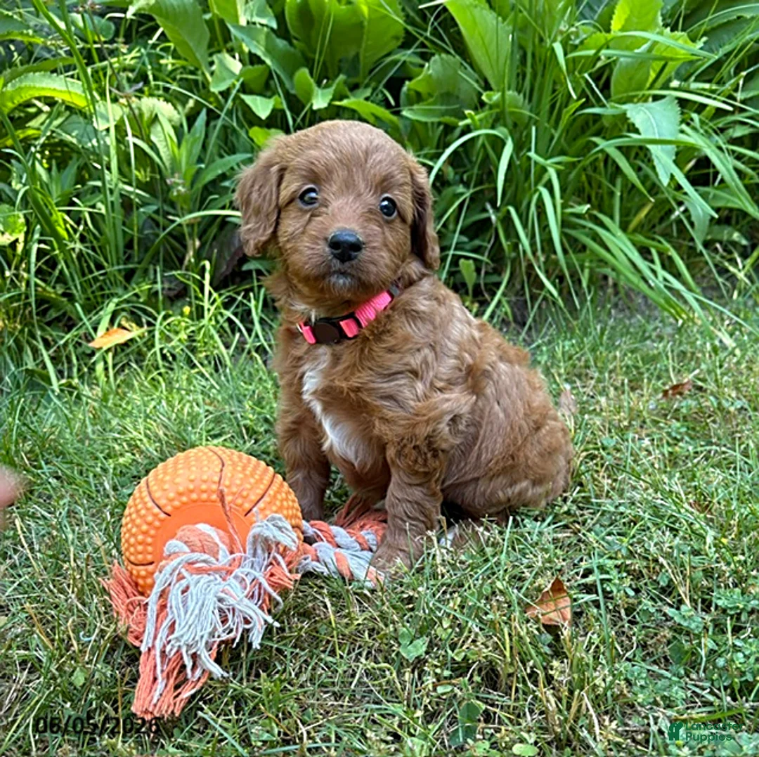 Goldendoodle dogs for sale: Arielle - Ad 1