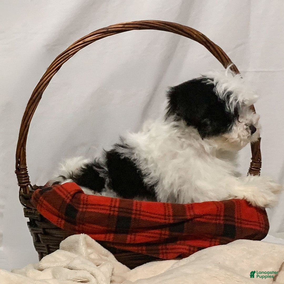 Havanese dogs for sale: Charlie - Ad 4