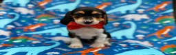 Beagle dogs for sale: Tigger - Ad 1