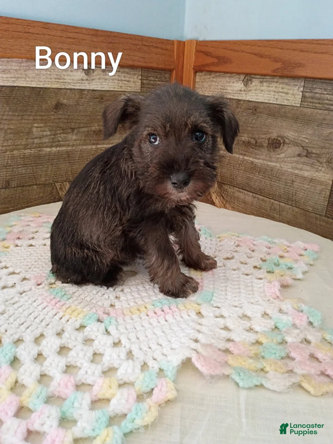 Miniature Schnauzer dogs for sale: Bonny - Ad 3