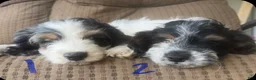 Cockapoo dogs for sale: Pal - Ad 6