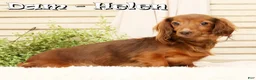 Miniature Dachshund dogs for sale: Milo - Ad 10