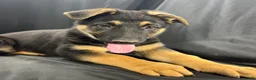 German Shepherd dogs for sale: Shadow - Ad 3