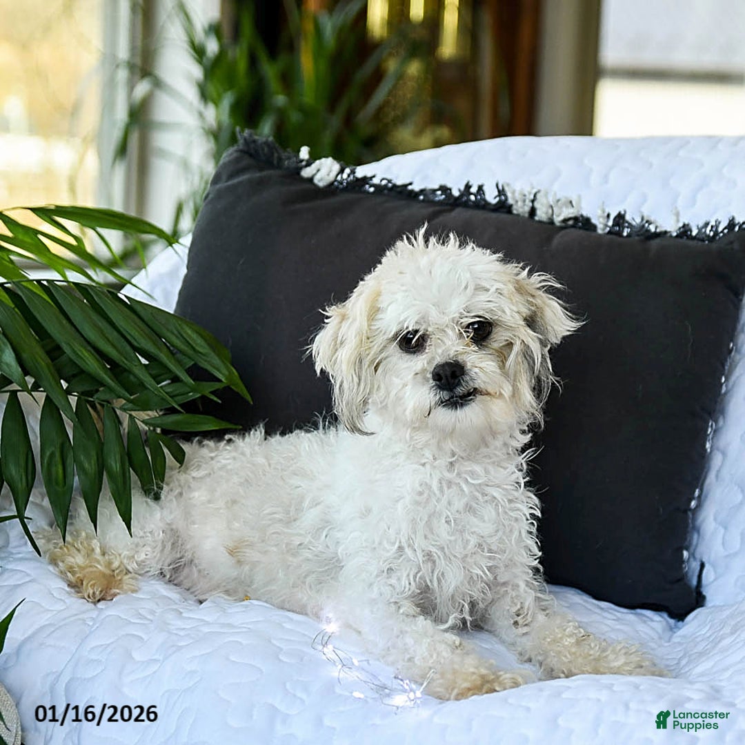 Mixed Breed dogs for sale: Cheese Puff - Ad 6