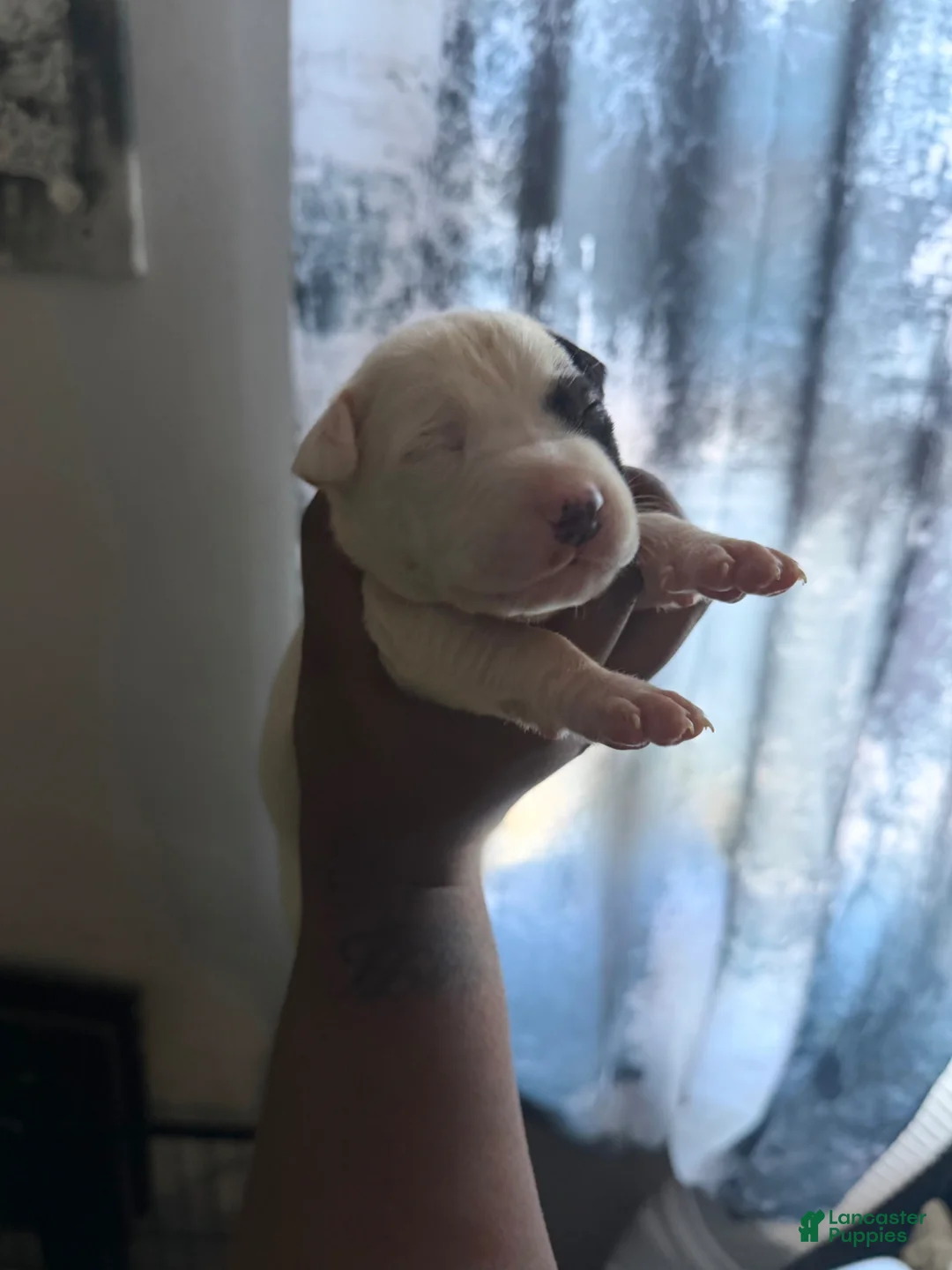 Mixed Breed dogs for sale: IVY - Ad 5