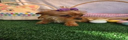 Yorkshire Terrier dogs for sale: Yorkshire Terrier Girl - Ad 3