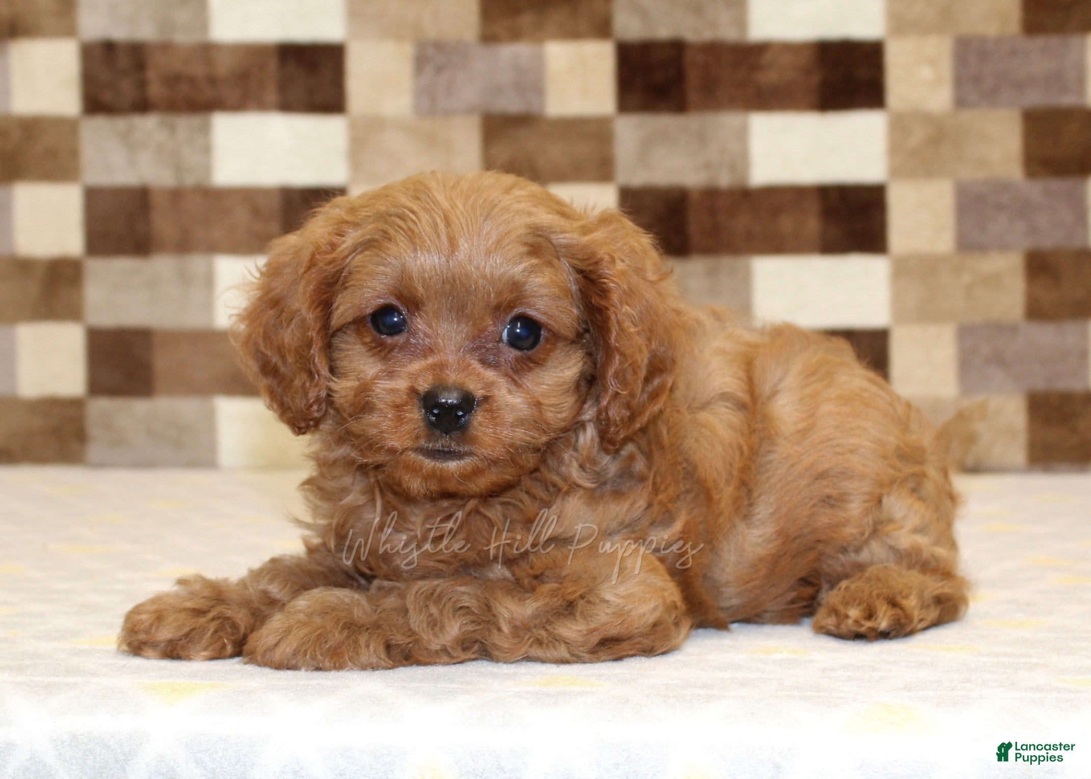 Cavapoo dogs Dora - Ad 2