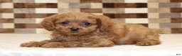 Cavapoo dogs for sale: Dora - Ad 2