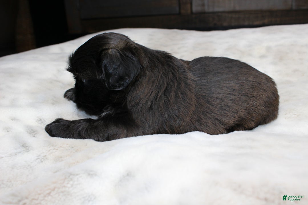 Shih Tzu dogs for sale: Elvis - Ad 6