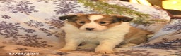 Shetland Sheepdog dogs for sale: Eve  - Ad 3