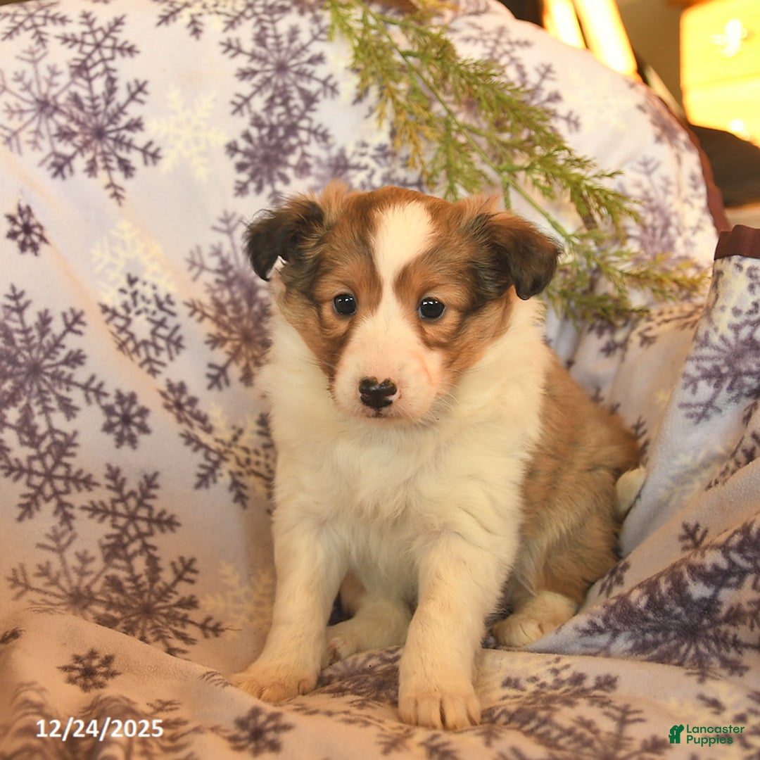 Shetland Sheepdog dogs for sale: Eve  - Ad 3