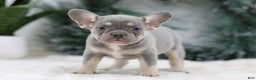 French Bulldog dogs for sale: Faith - Ad 1