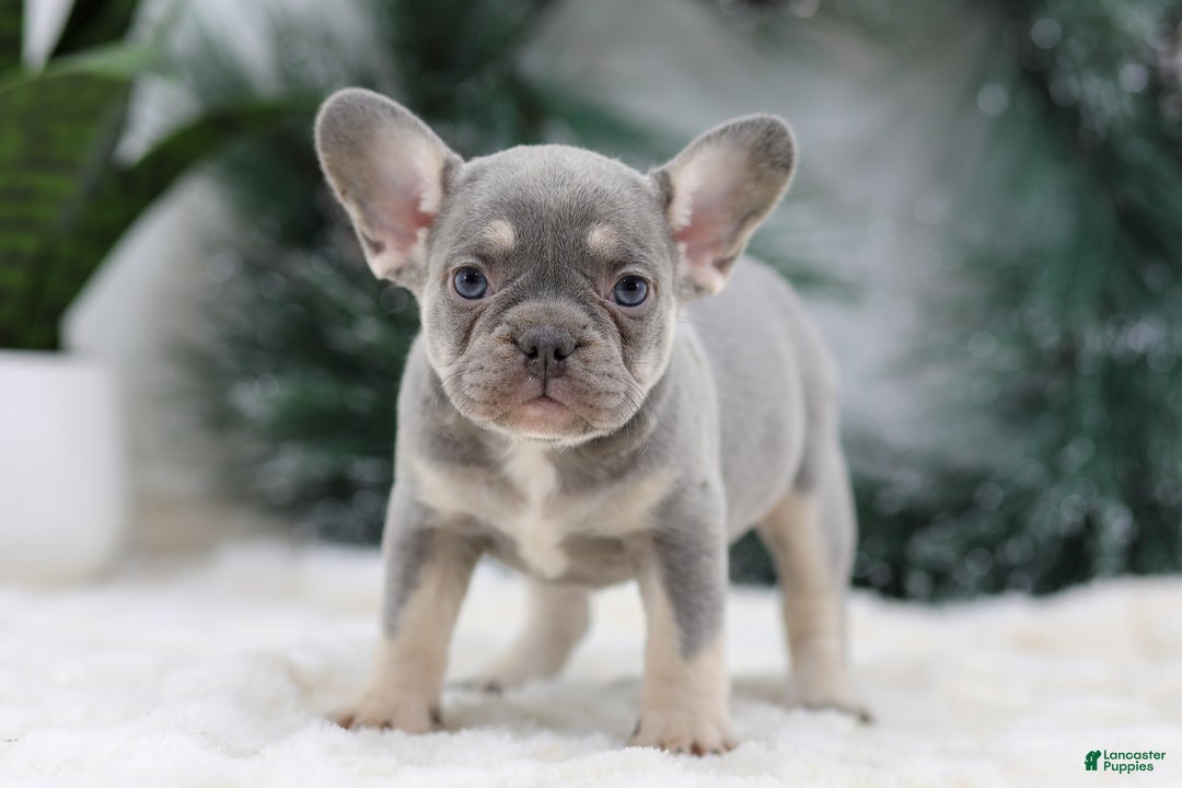 French Bulldog dogs for sale: Faith - Ad 1