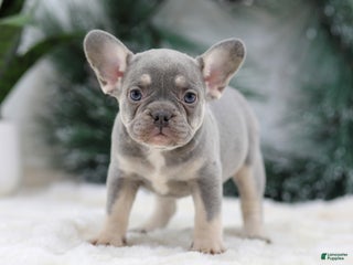 French Bulldog dogs Faith - Ad 9