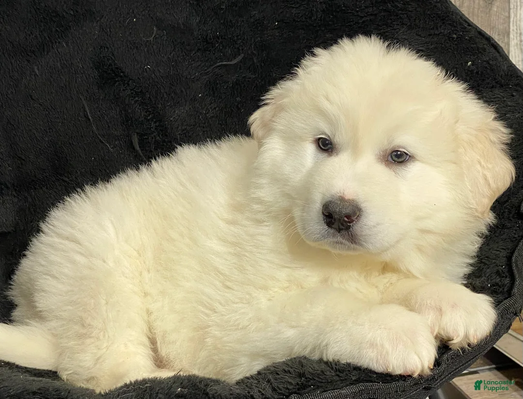 Great Pyrenees dogs for sale: Gorden - Ad 6