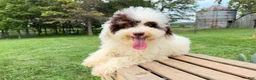 Mini Bernedoodle dogs for sale: Taco - Ad 2