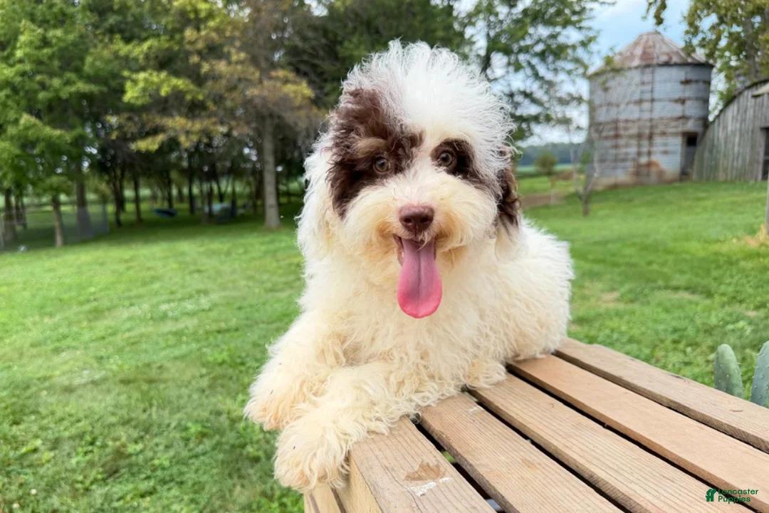 Mini Bernedoodle dogs for sale: Taco - Ad 2