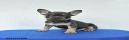 French Bulldog dogs for sale: Bandit - Ad 4