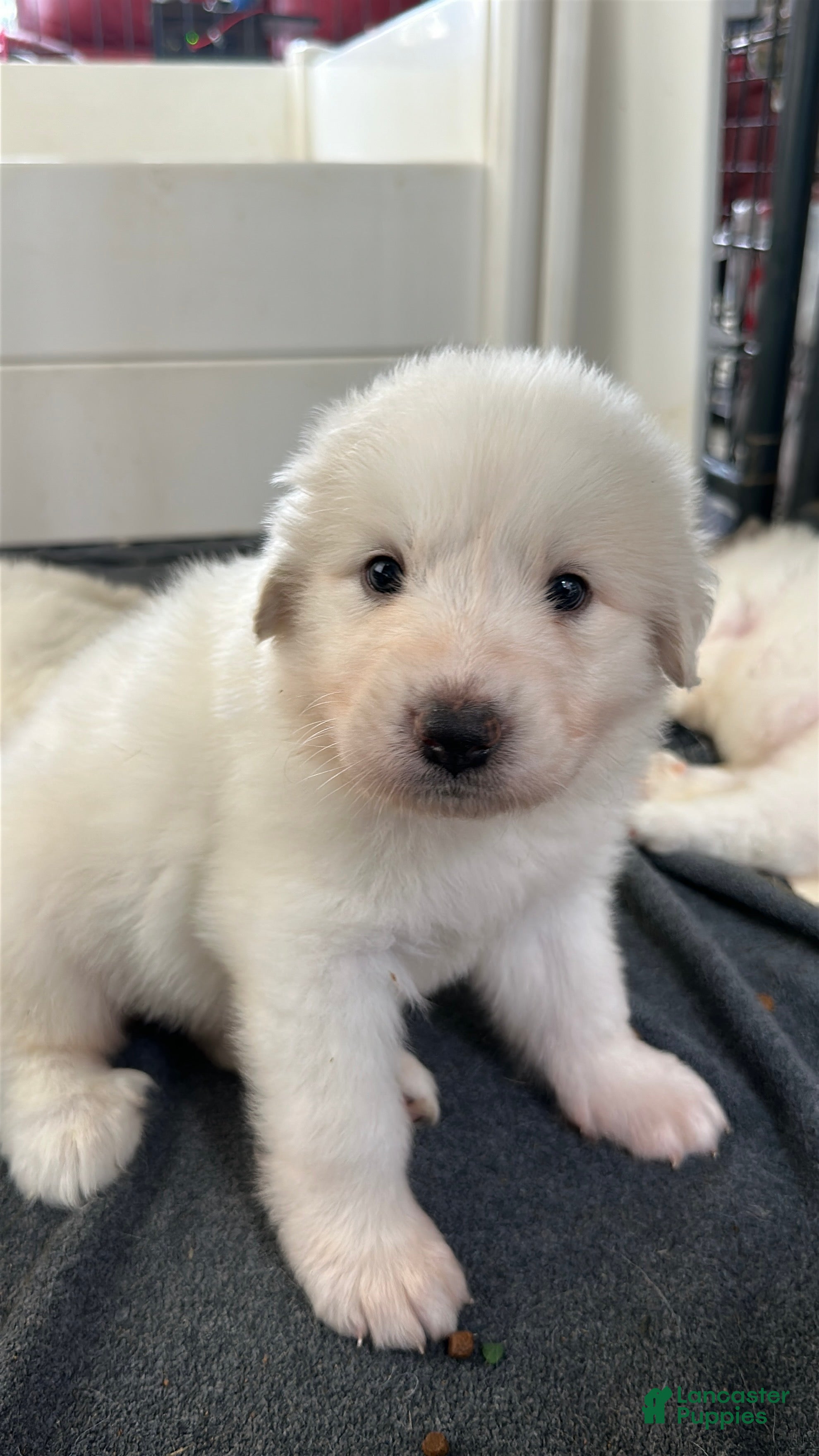 Great Pyrenees dogs Camellia - Ad 1
