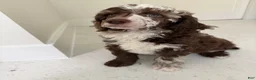 Miniature Poodle dogs for sale: Finch  - Ad 3