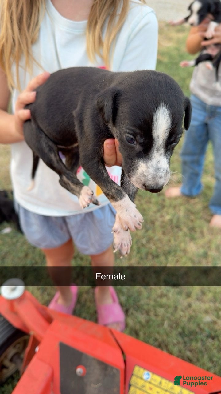 Greyhound dogs Girl 2 - Ad 5