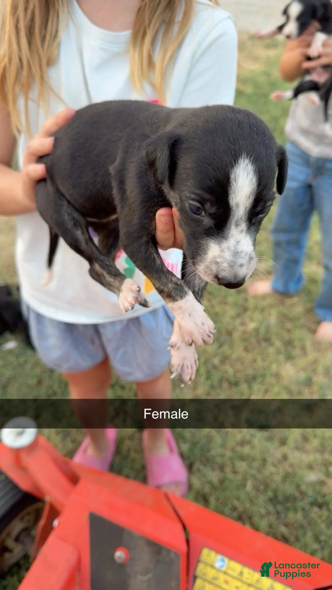 Greyhound dogs for sale: Girl 2 - Ad 1