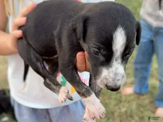 Greyhound dogs Girl 2 - Ad 5