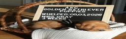 Golden Retriever dogs for sale: Miss. Grey - Ad 1