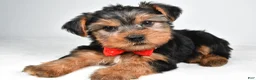 Yorkshire Terrier dogs for sale: Dell - Ad 2