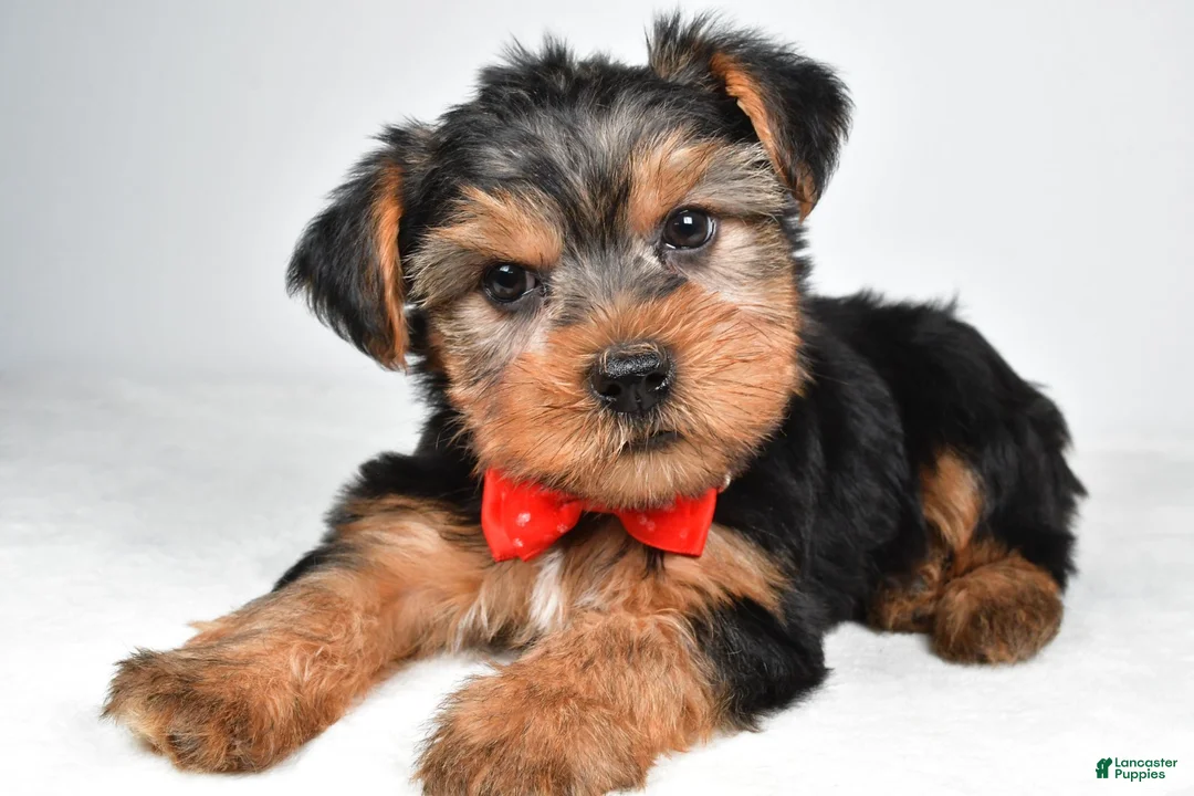 Yorkshire Terrier dogs for sale: Dell - Ad 2
