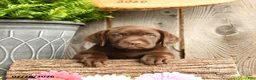 Labrador Retriever dogs for sale: Sadie - Ad 5