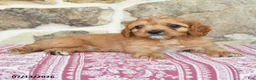 Cavapoo dogs for sale: Shilo - Ad 3