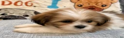Shih Tzu dogs for sale: Lucy - Ad 8