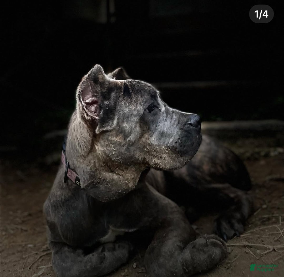 Cane Corso dogs for sale: Cane Corso Puppy 4 - Ad 3