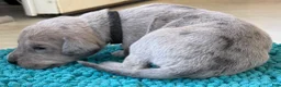 Great Dane dogs for sale: Black - Ad 3