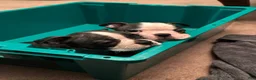 Boston Terrier dogs for sale: Boston Terrier 6 - Ad 13