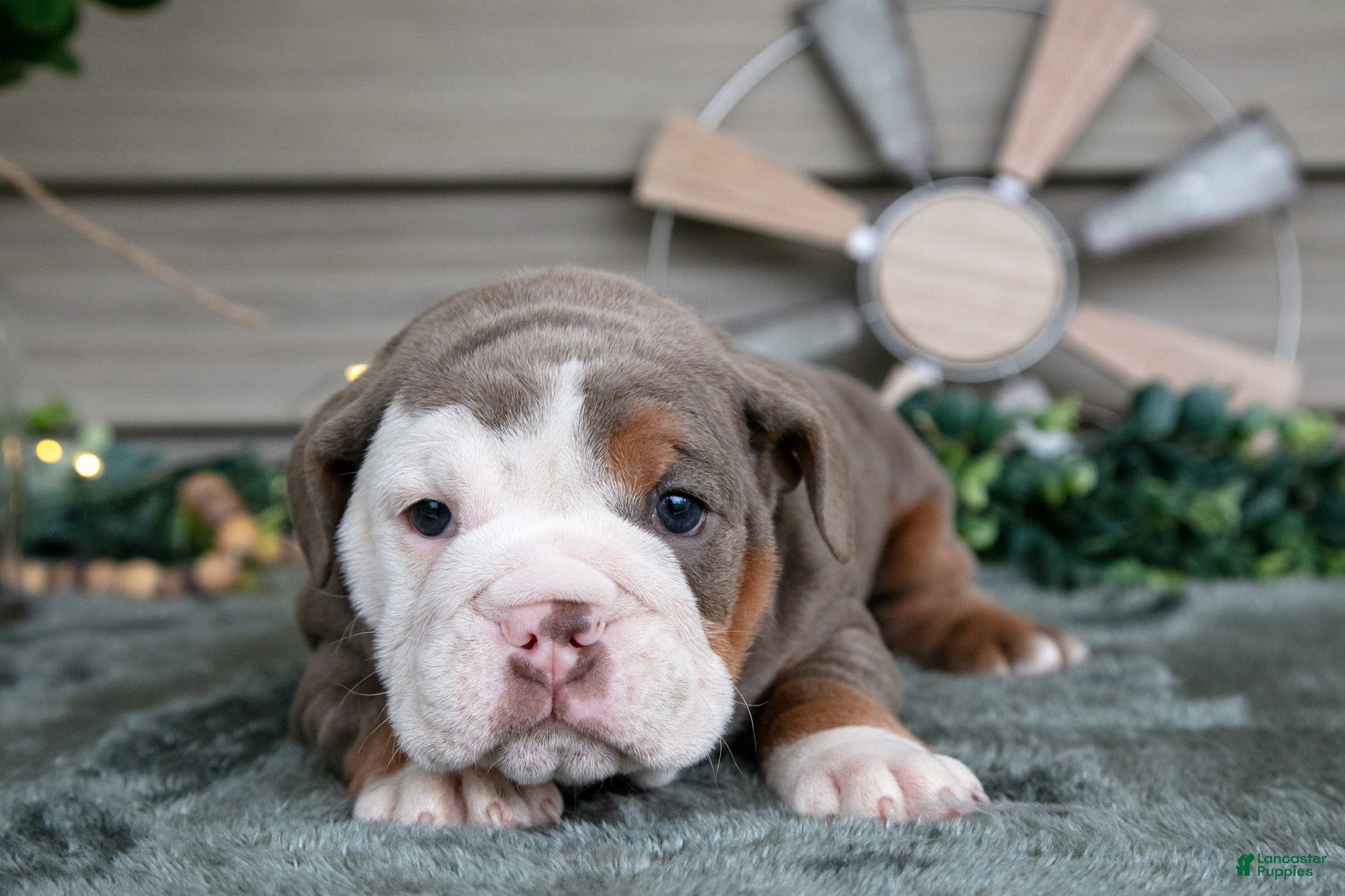 Beabull dogs Sugar - Ad 2