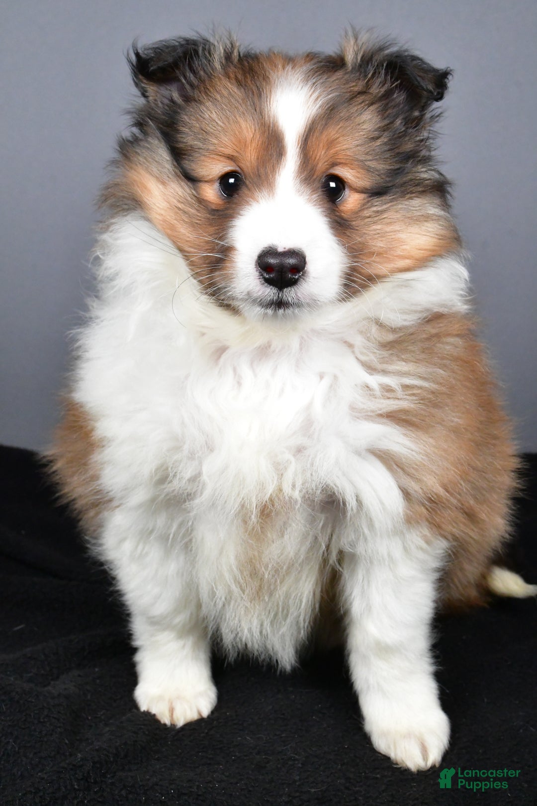 Shetland Sheepdog dogs for sale: Tracy - Ad 2