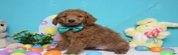 Goldendoodle dogs for sale: RC  - Ad 4
