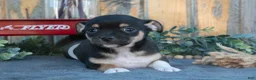 Chihuahua dogs for sale: Hector - Ad 3