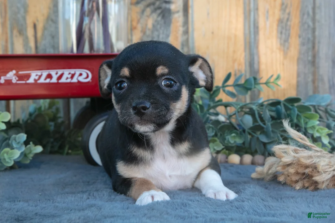 Chihuahua dogs for sale: Hector - Ad 3