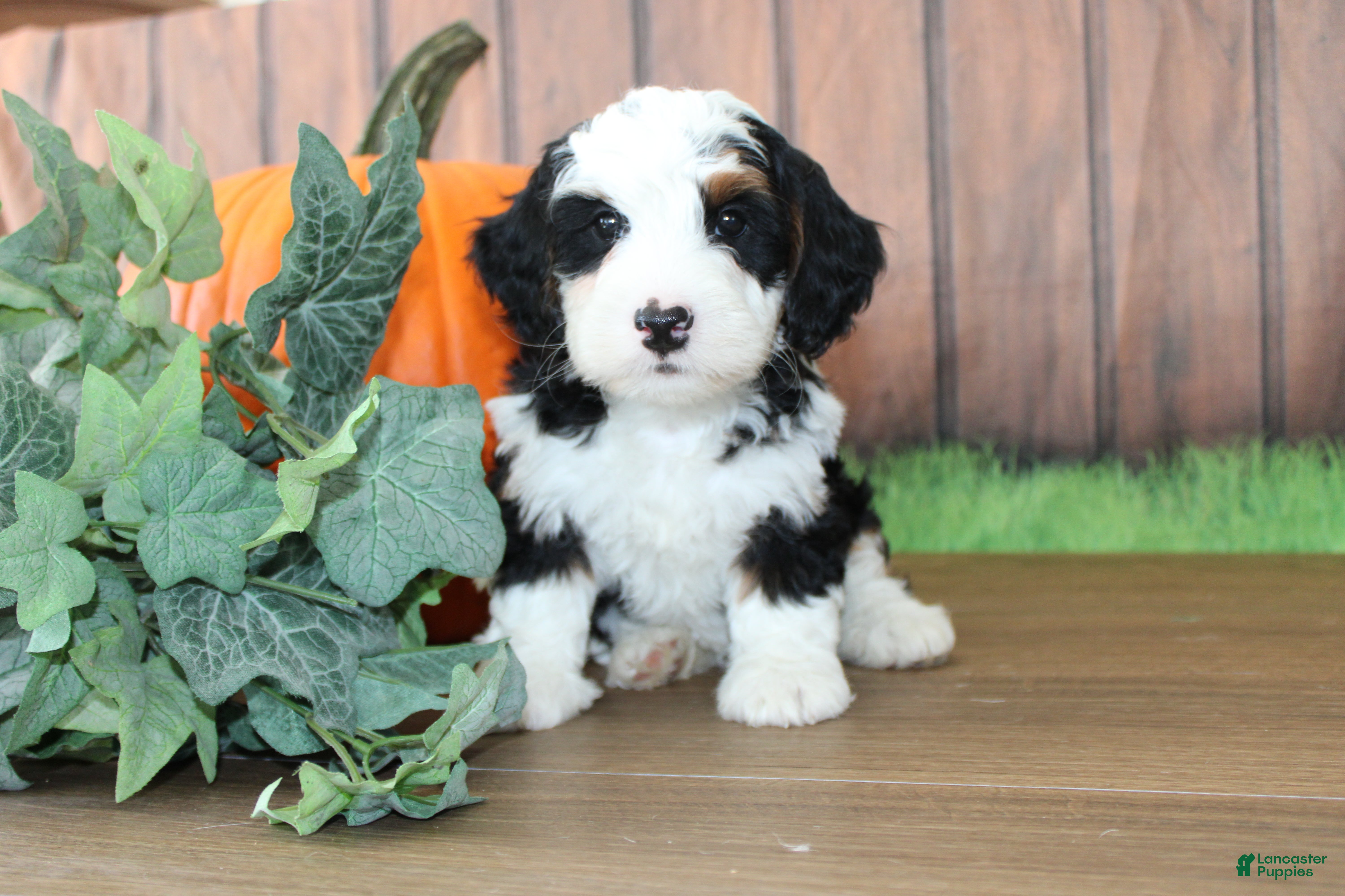 Mini Bernedoodle dogs Mini Bernedoodle 1 - Ad 1