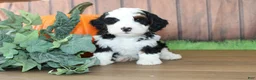 Mini Bernedoodle dogs for sale: Mini Bernedoodle 1 - Ad 1