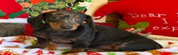 Dachshund dogs for sale: Bella - Ad 1