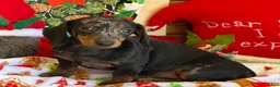 Dachshund dogs for sale: Bella - Ad 1