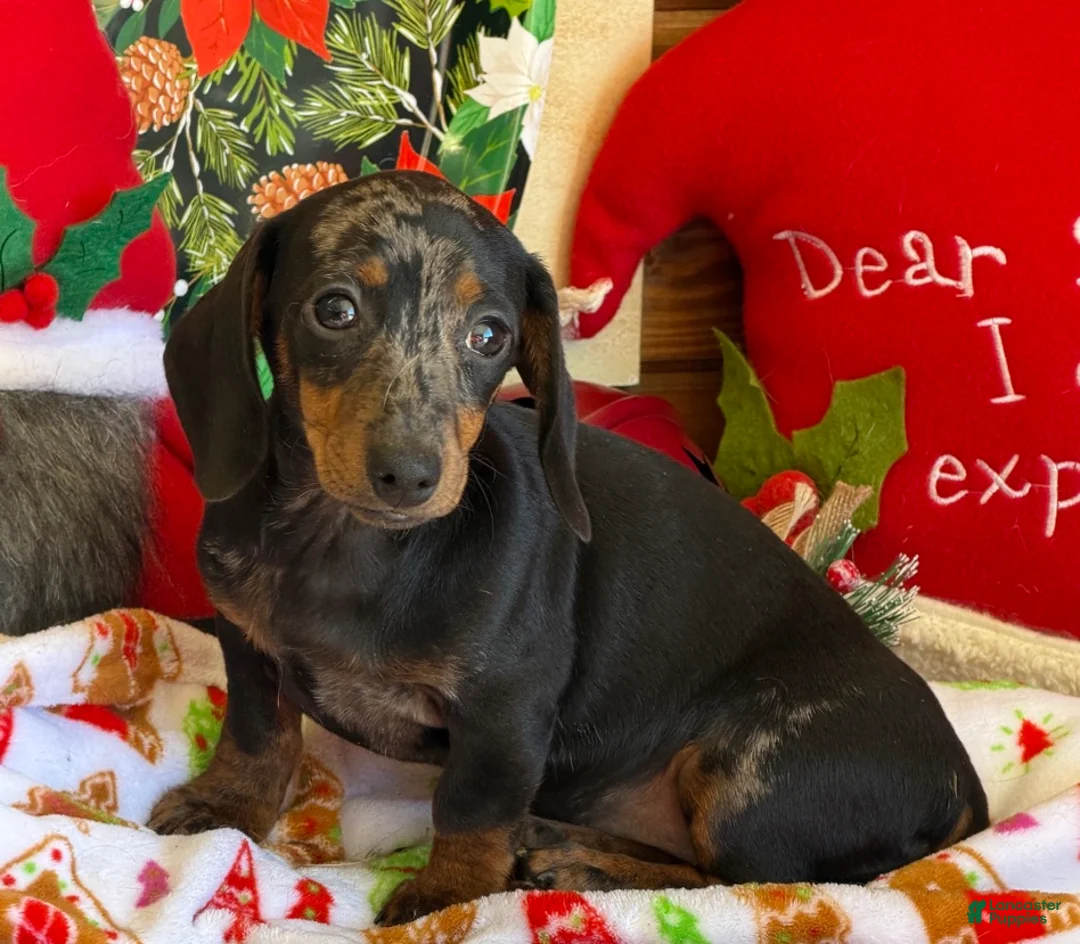 Dachshund dogs for sale: Bella - Ad 1