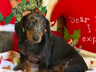 Dachshund dogs Bella - Ad 32