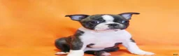 Boston Terrier dogs for sale: Rascal - Ad 4