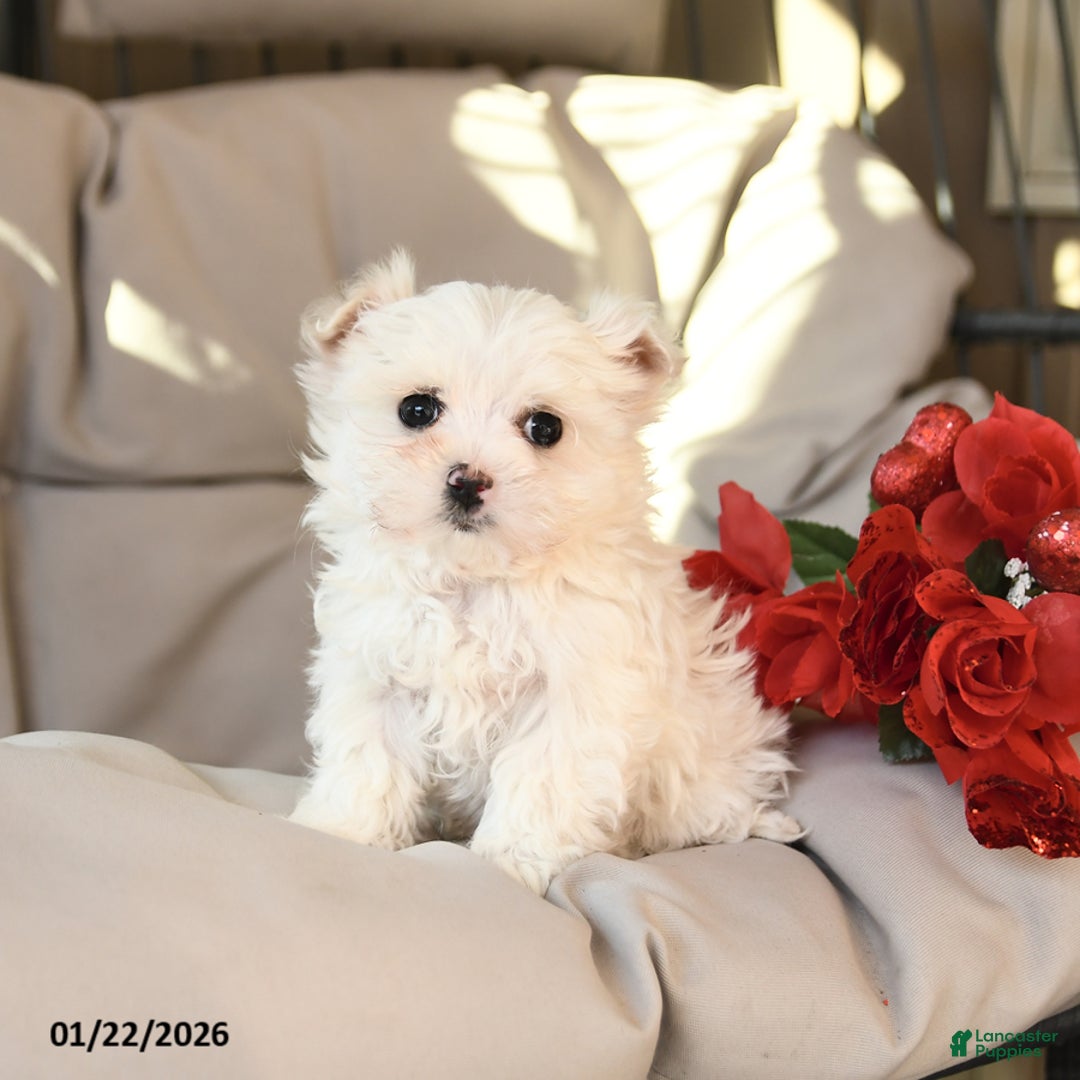 Mixed Breed dogs for sale: Lucky - Ad 1