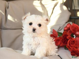 Mixed Breed dogs for sale: Lucky - Ad 2